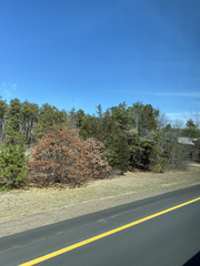 Juniperus virginiana virginiana