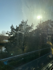 Juniperus virginiana virginiana