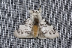 Iropoca rotundata
