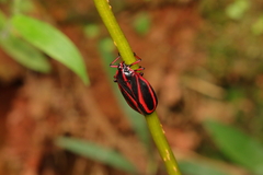 Typeschata marginata