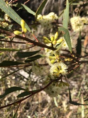 Eucalyptus leptophylla