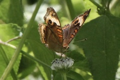 Junonia zonalis