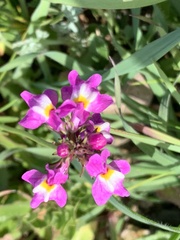 Linaria maroccana