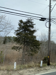 Juniperus virginiana virginiana
