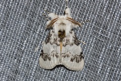 Iropoca rotundata