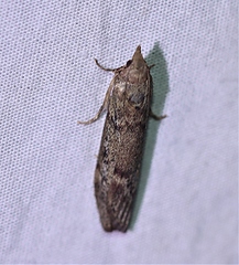 Heteromicta pachytera