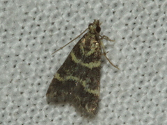 Scoparia spelaea