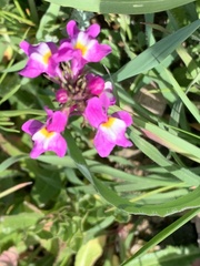 Linaria maroccana