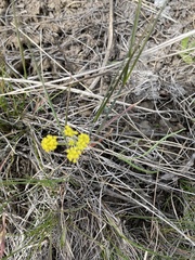 Lomatium triternatum