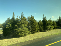 Juniperus virginiana virginiana