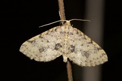 Poecilasthena scoliota