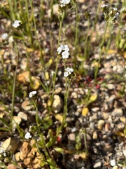 Plagiobothrys nothofulvus