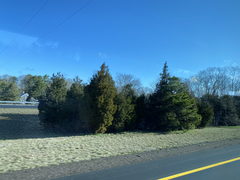 Juniperus virginiana virginiana