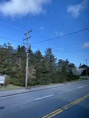 Juniperus virginiana virginiana