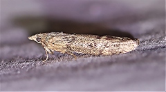 Heteromicta pachytera