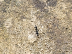 Neoponera apicalis