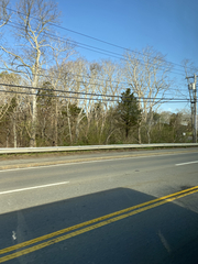 Juniperus virginiana virginiana