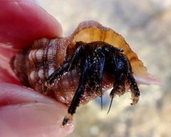 Clibanarius virescens