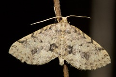 Poecilasthena scoliota