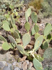 Opuntia engelmannii