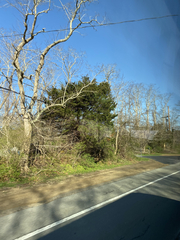 Juniperus virginiana virginiana