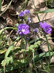 Phacelia ciliata