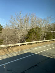 Juniperus virginiana virginiana