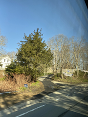 Juniperus virginiana virginiana