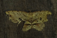 Melanolophia bugnathos