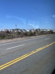 Juniperus virginiana virginiana