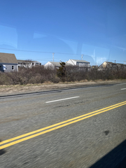 Juniperus virginiana virginiana