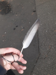 Columba livia domestica