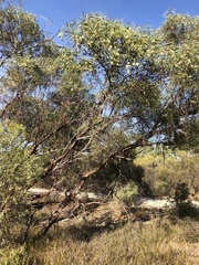 Eucalyptus leptophylla