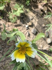 Layia platyglossa