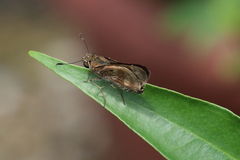 Nyctelius nyctelius