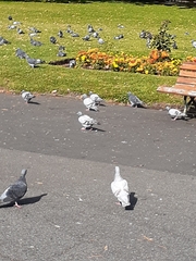 Columba livia domestica