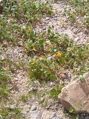 Sphaeralcea coulteri