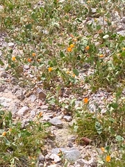 Sphaeralcea coulteri