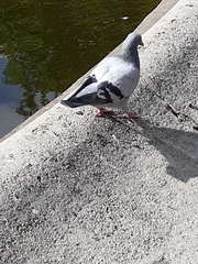 Columba livia domestica