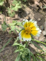 Layia platyglossa