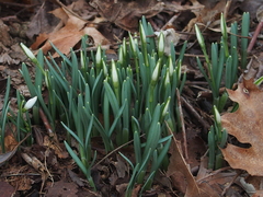 Galanthus nivalis