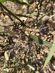 Eucalyptus leptophylla