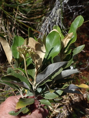 Olearia avicenniifolia