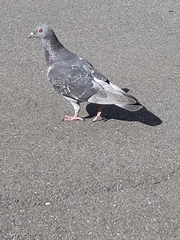 Columba livia domestica