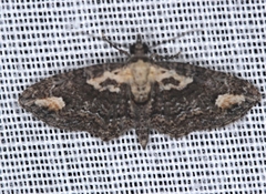 Pasiphilodes testulata