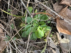 Erigeron philadelphicus