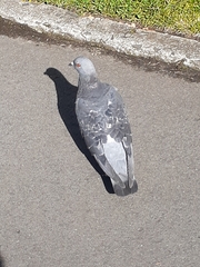 Columba livia domestica