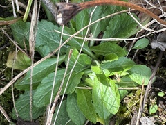 Erigeron philadelphicus