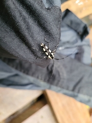 Colobothea cassandra