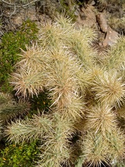 Cylindropuntia fulgida